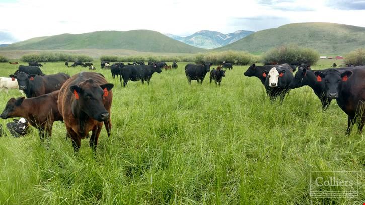 Stauffer Creek Ranch
