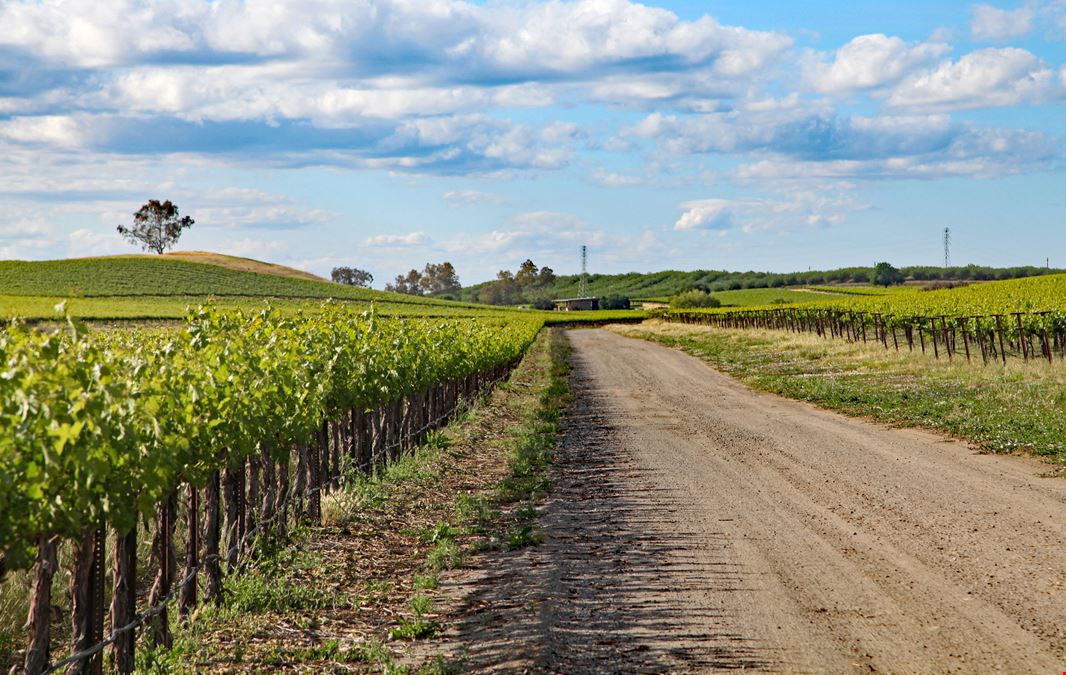 Pheasant Glen Vineyard