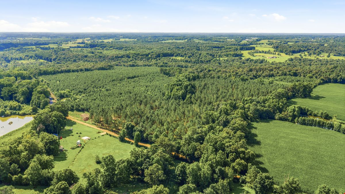 Richey Timber 40 Acres