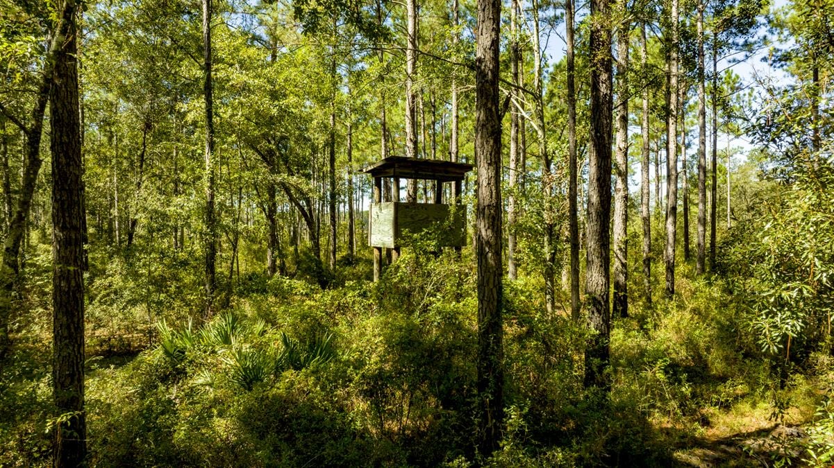 Bay Branch Pines