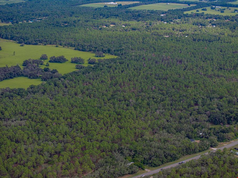 Floral City 205 Acres