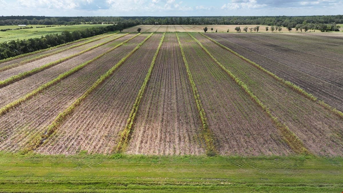 Bunnell 40 Acre Farm