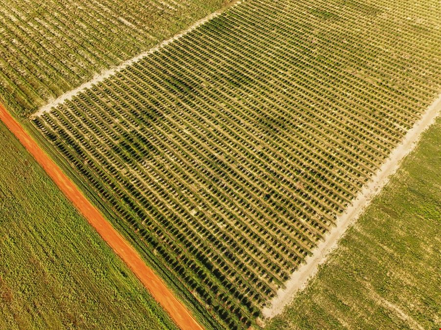 Auction - 584 Acres in Polk County
