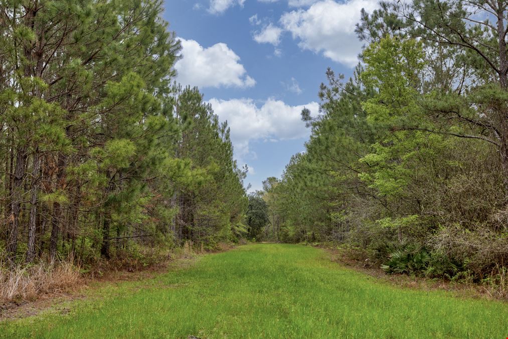 Brooks County Timberland