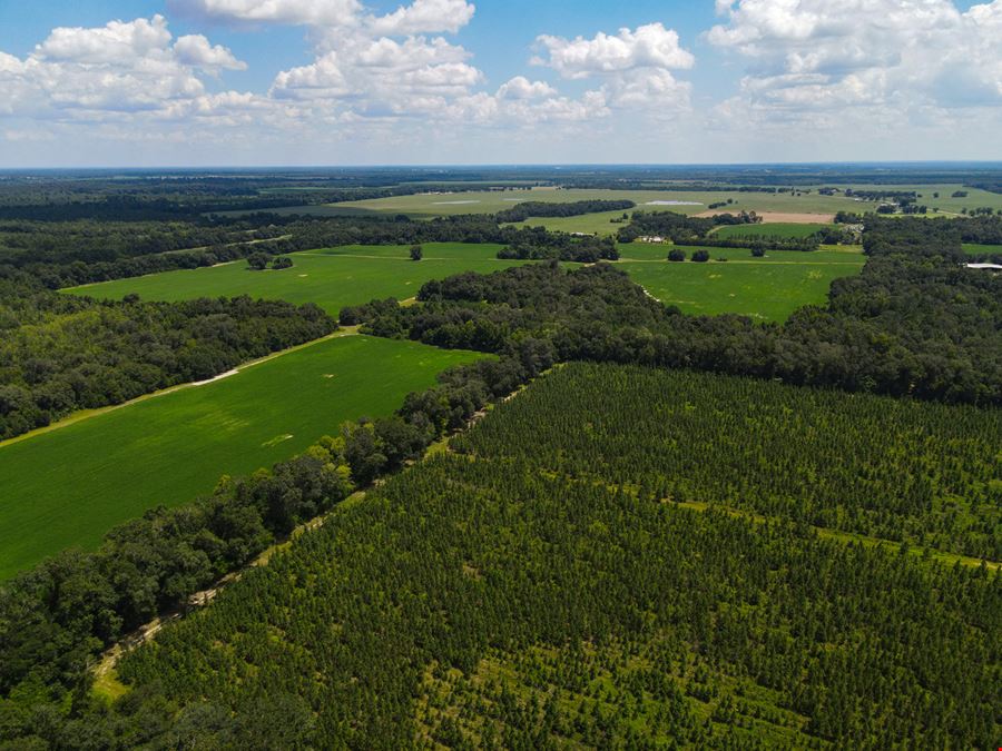 Marianna Farm and Hunting