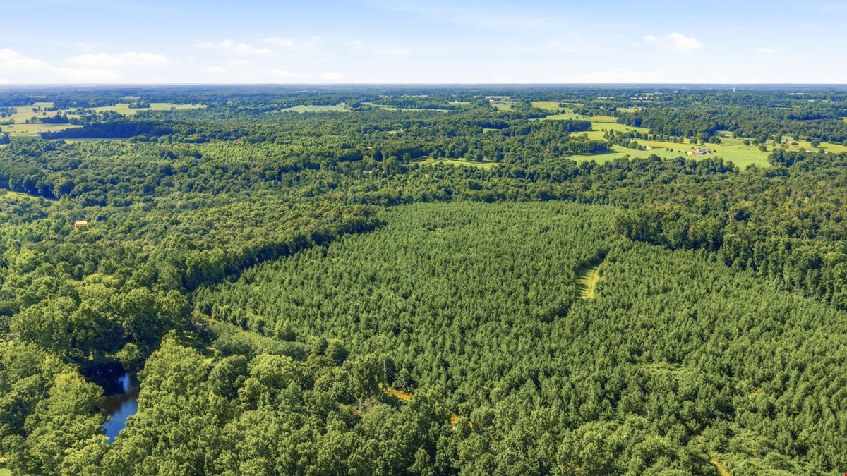 Town Creek Timber 40 Acres