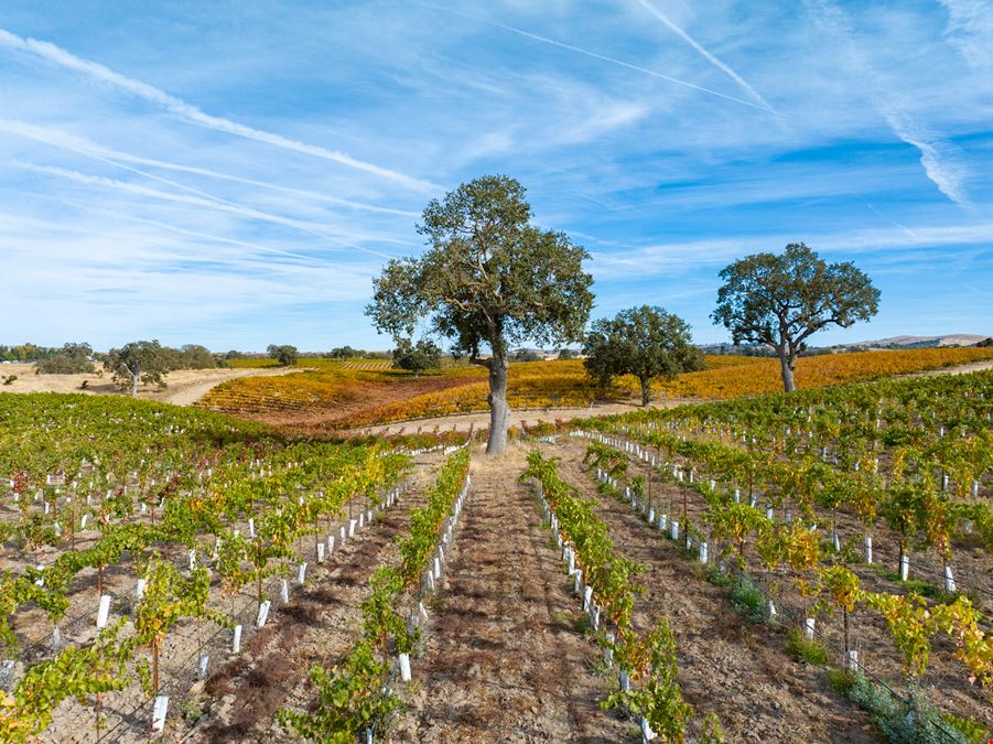 O'Donovan Vineyard