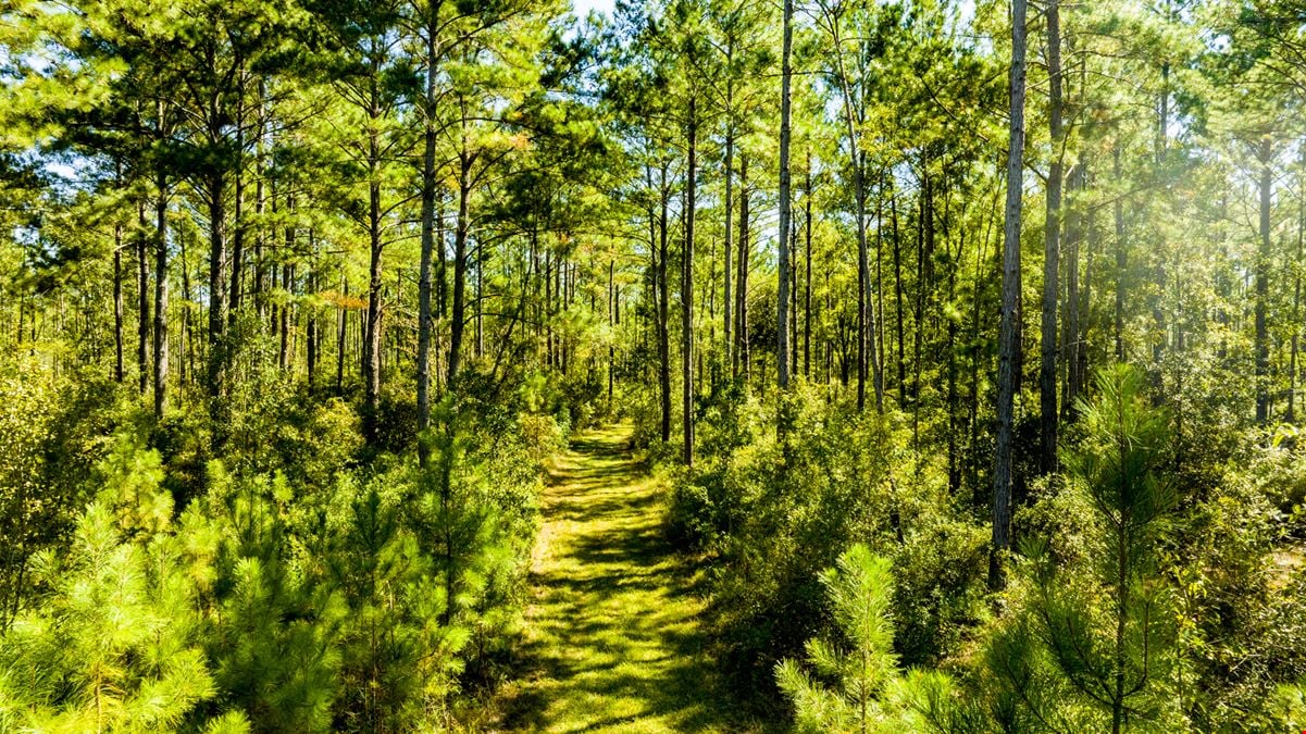 Bay Branch Pines