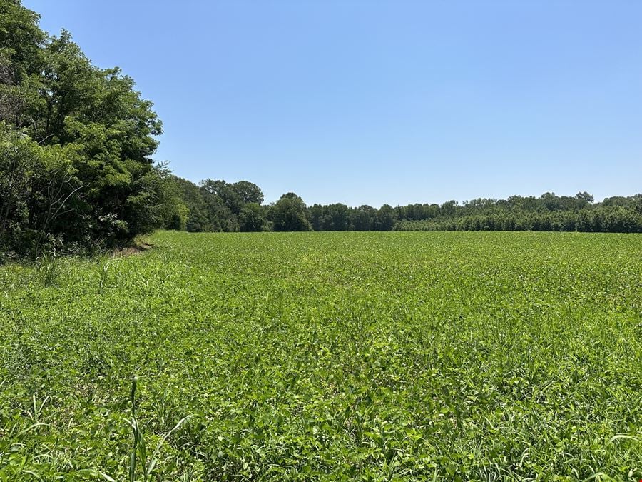 120 Acres +/- of Cultivated Farmland & Timber