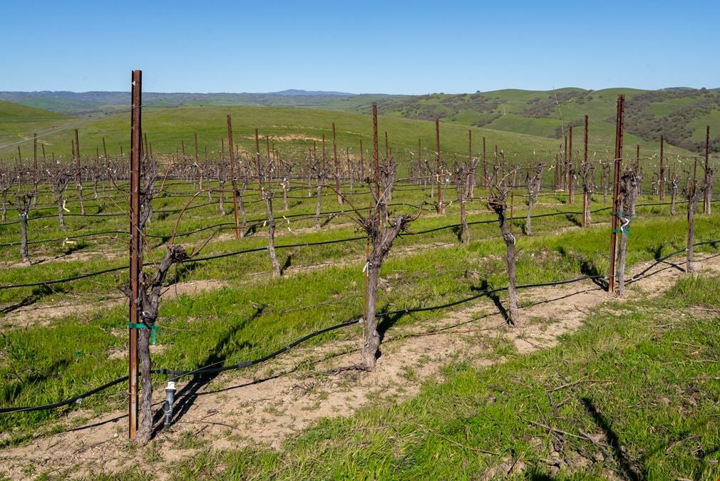 Vineyard in San Miguel