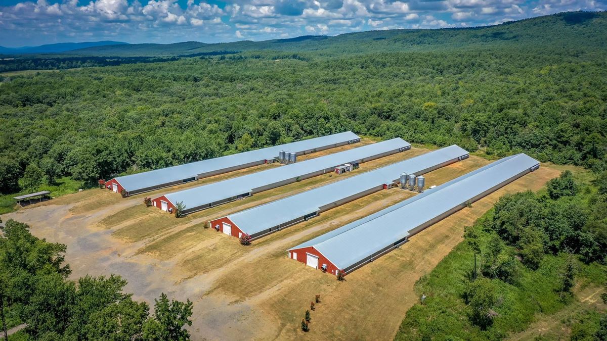 Mena AR Broiler Chicken Farm