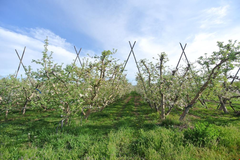 Benton Acord Orchard