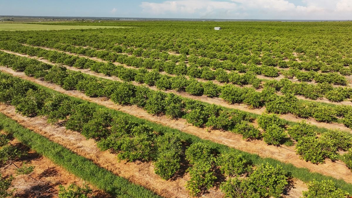 Auction - 584 Acres in Polk County