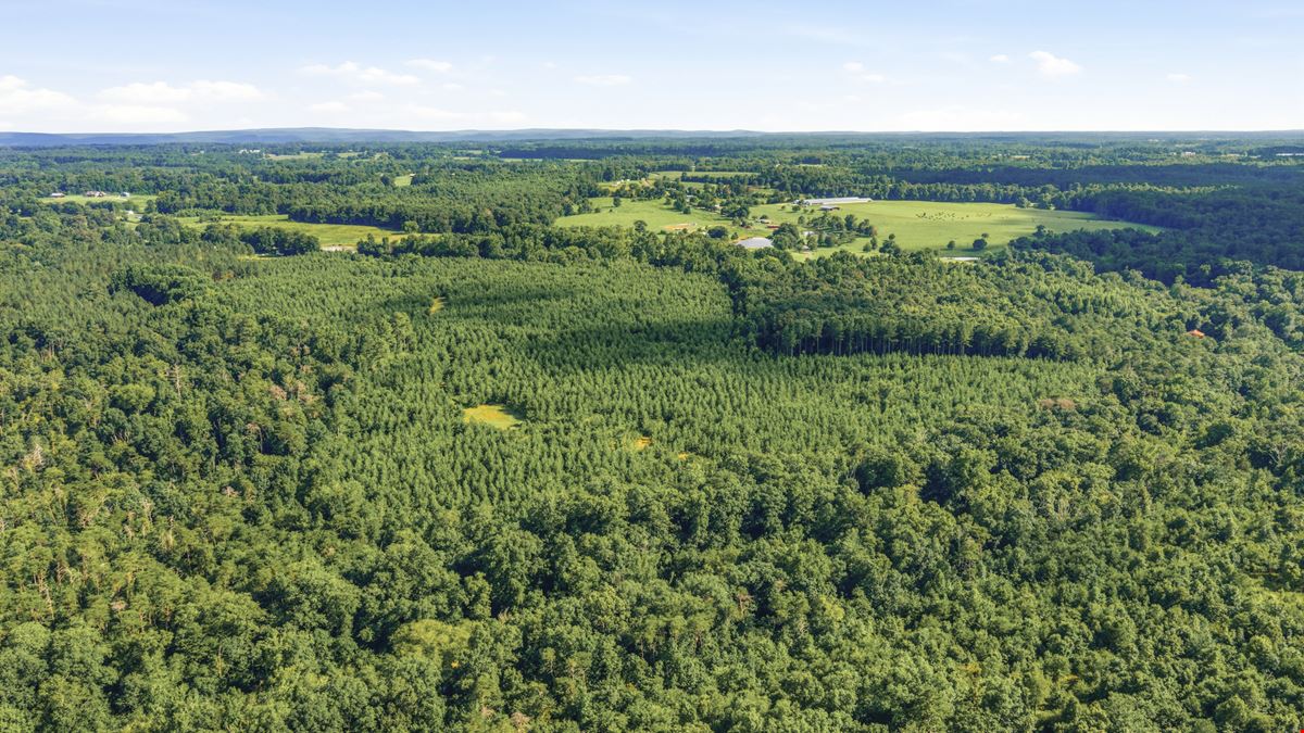 Town Creek Timber 40 Acres