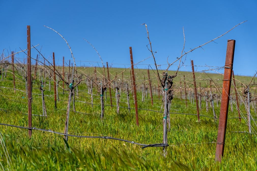 Vineyard in San Miguel