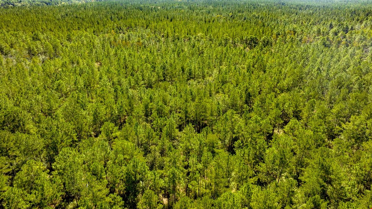 Bay Branch Pines