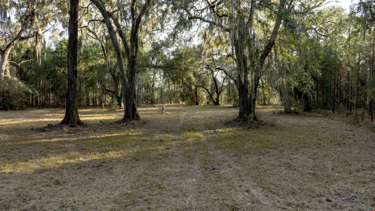 Marsh Oaks