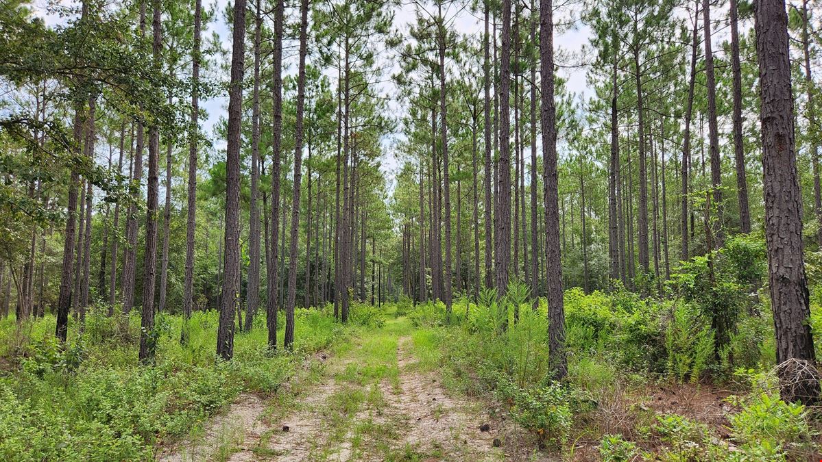 Flynn Hunting & Timber Property in Lee County GA