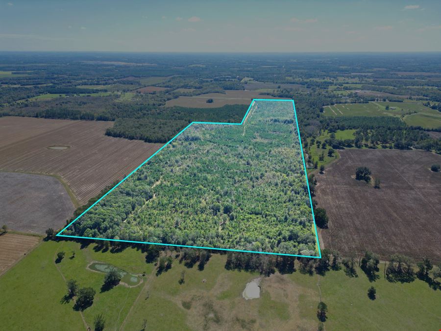 101± Acre Timber Investment with Slash Pine, Hardwoods & Hunting Near Graceville