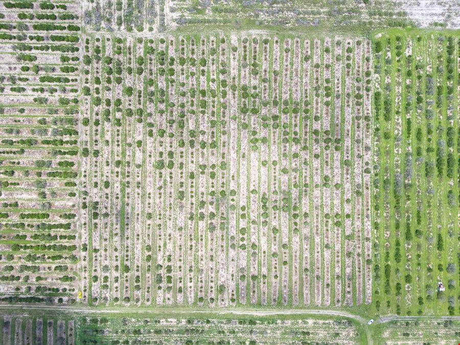 Avon Park 10 Acre Grove