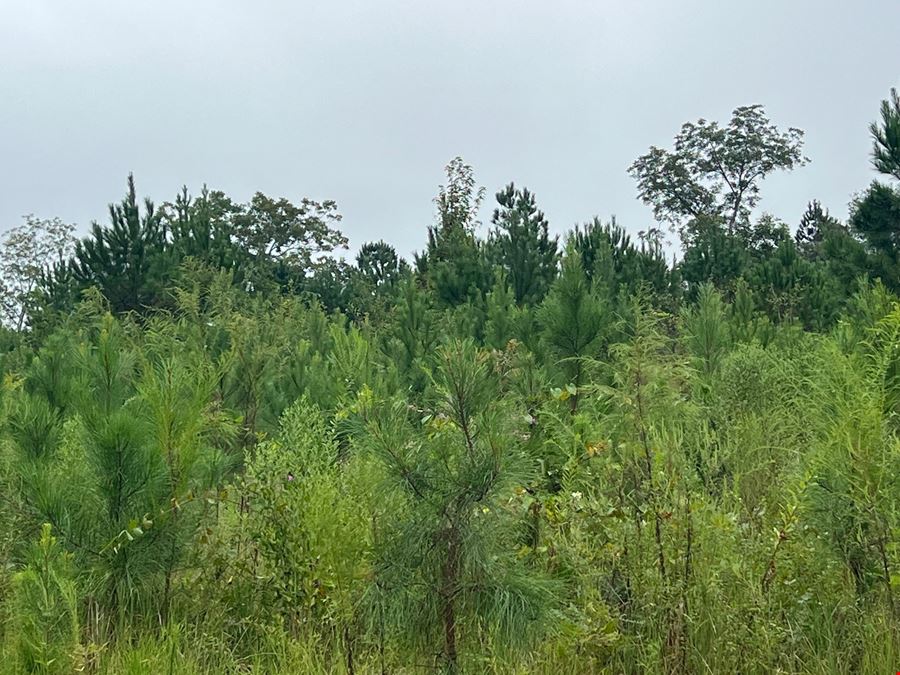 61 +/- Acres AG Land / Homesite in Columbia, AL