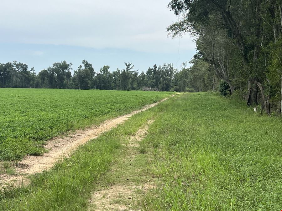 155 Acres of AG Land in Marianna, FL | Jackson County