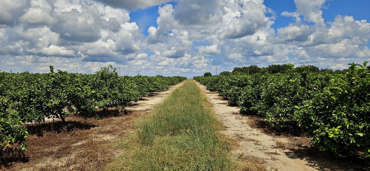Lake Wales citrus grove / residential homesites.