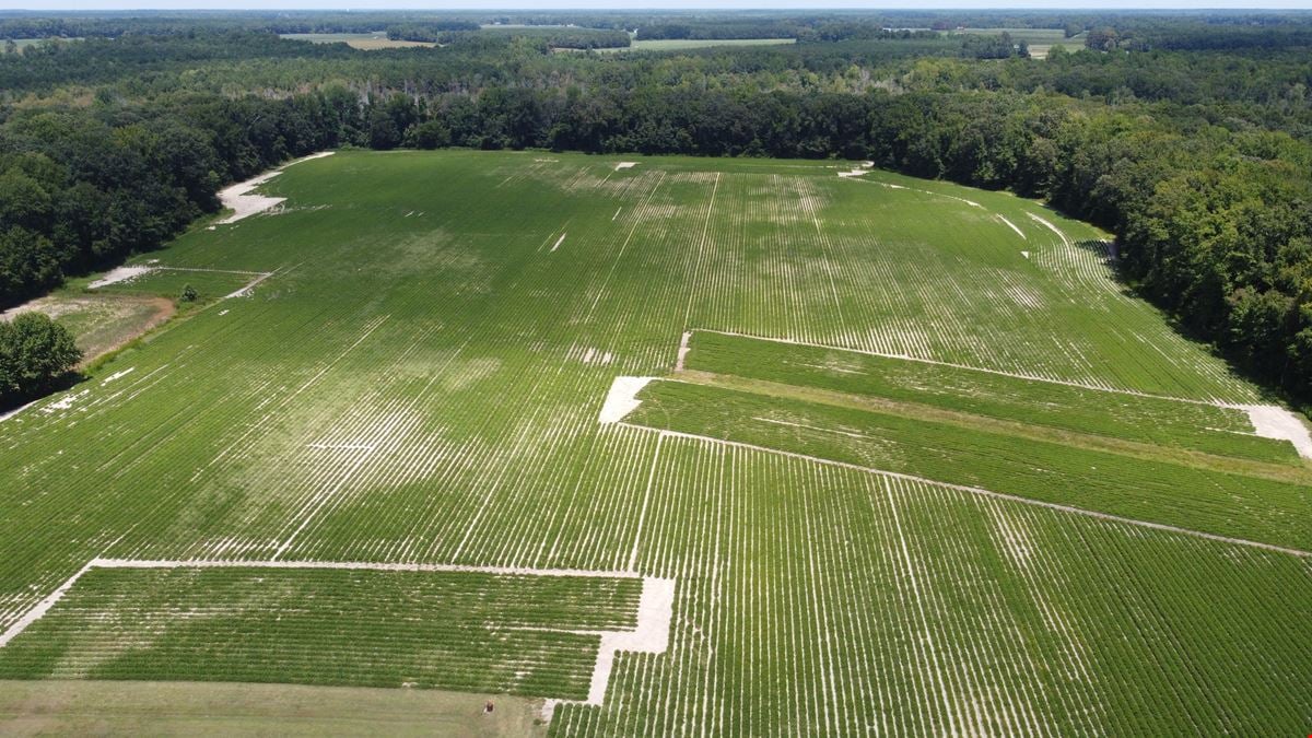 Ross Road 86 Acre Tract