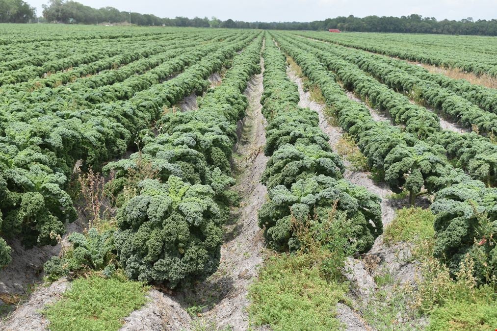 Bunnell 40 Acre Farm