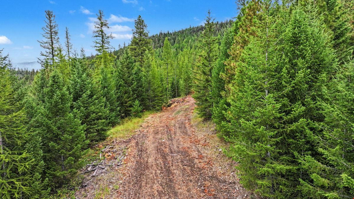 40 Wooded Acres near Kalispell: Classic Montana Forty