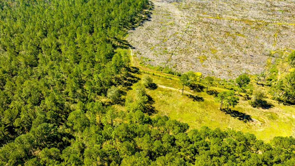 Bay Branch Pines