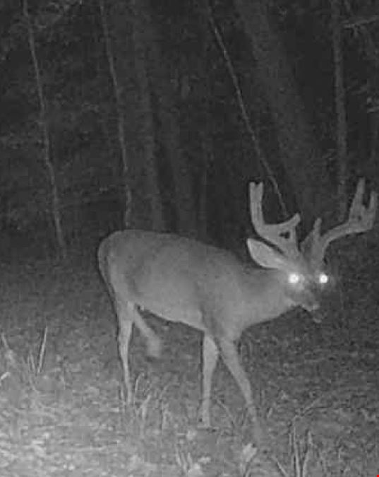 Cowpen Hunting Tract