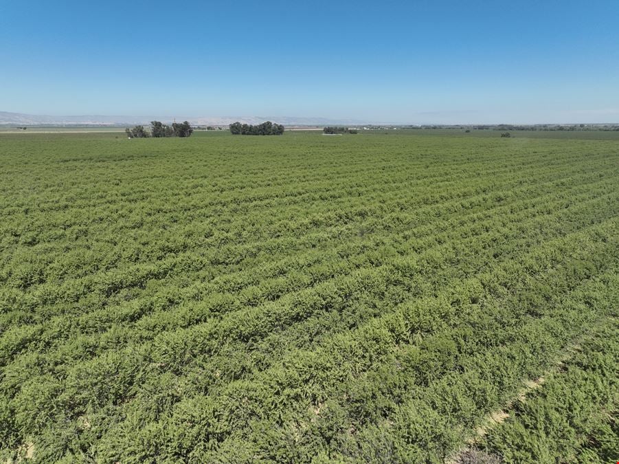 Jacobs Corner Almonds