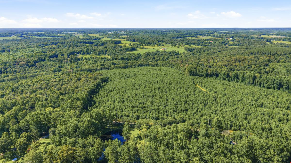 Town Creek Timber 40 Acres