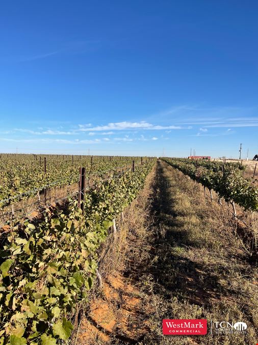 105.21 Acre Hockley Co., TX Vineyard & Development Land