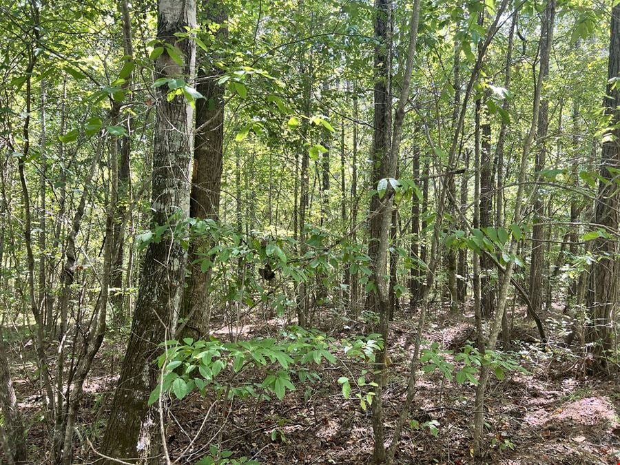 Partridge Creek 245