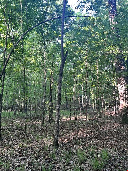 Mt. Willing Reserve