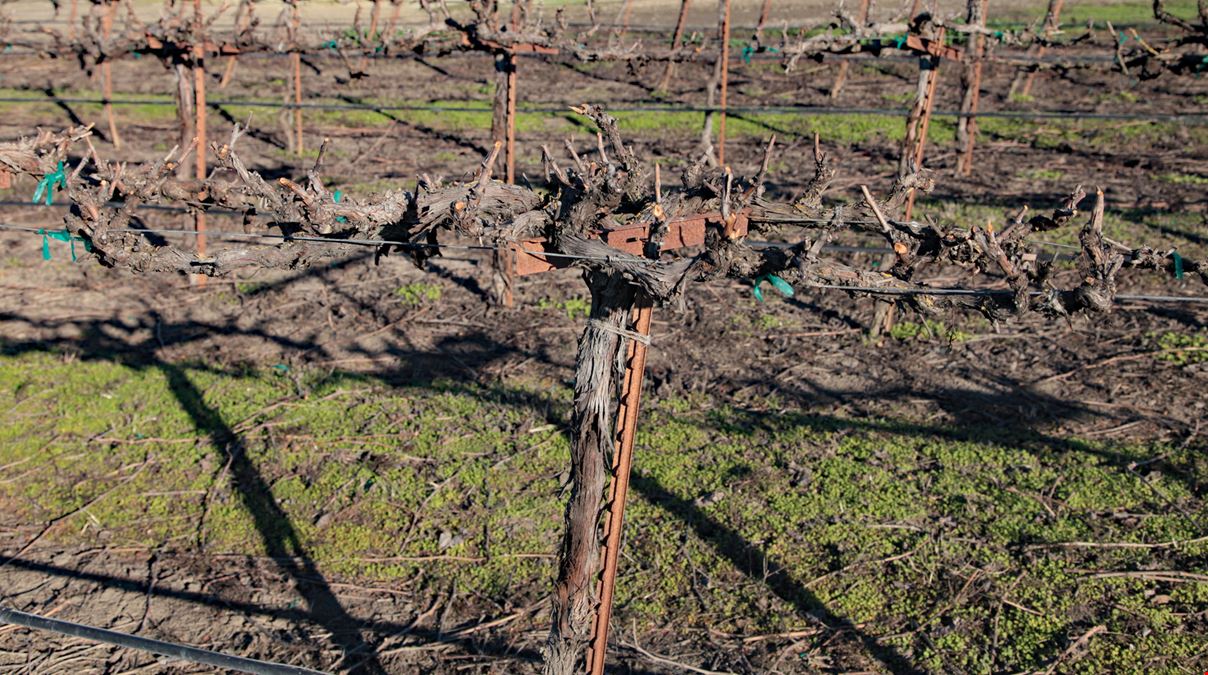 Courtland Vineyard