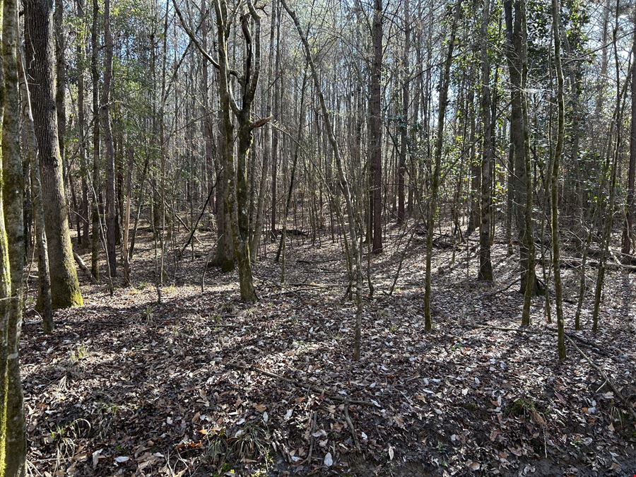 Hank Williams Road Hunting and Timber