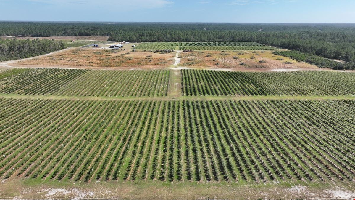 Citrus County Blueberry Farms - South