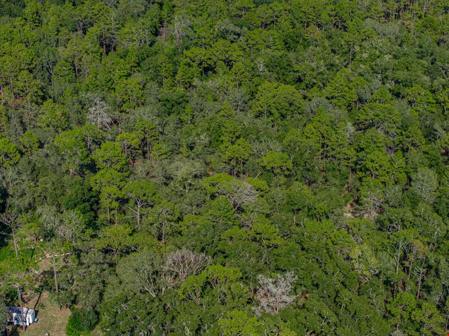 Floral City 205 Acres