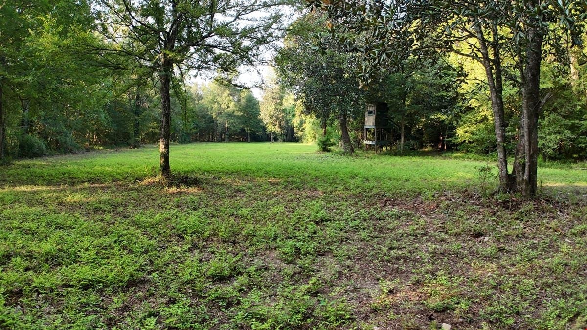 Mantle Branch 40