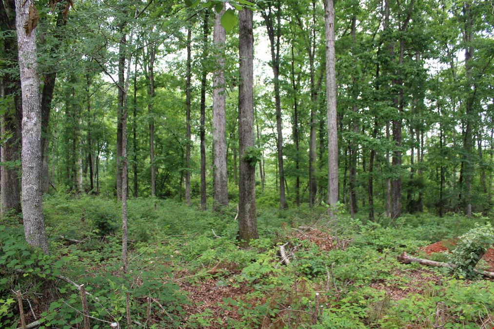 +/- 323 Acre Wooded Tract - Saluda County SC