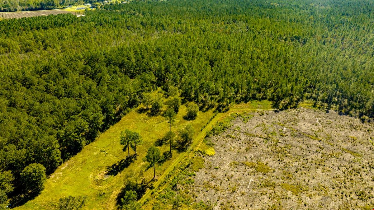 Bay Branch Pines