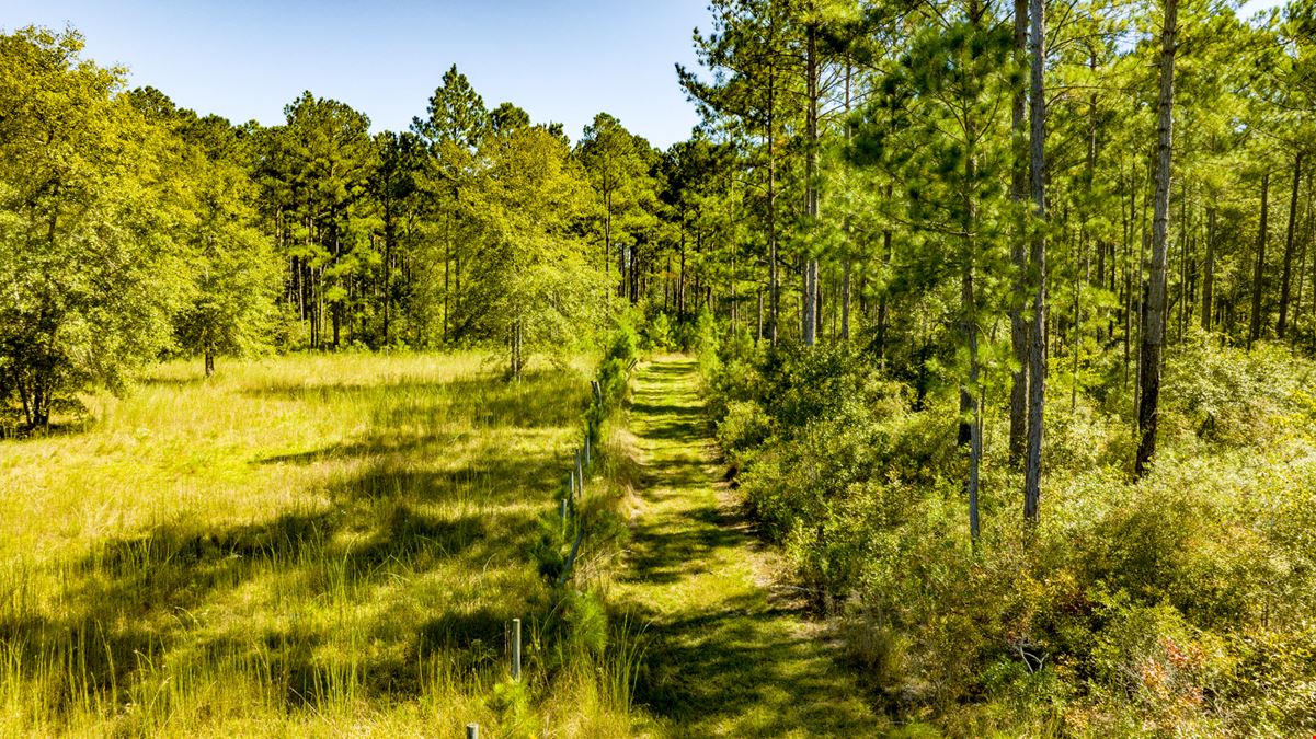 Bay Branch Pines