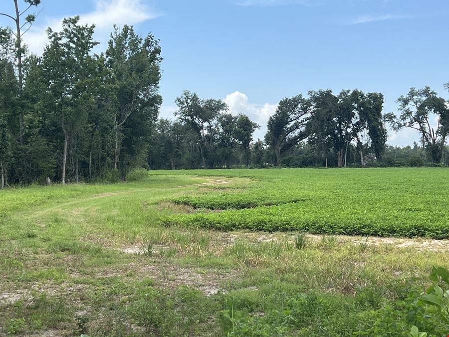 155 Acres of AG Land in Marianna, FL | Jackson County