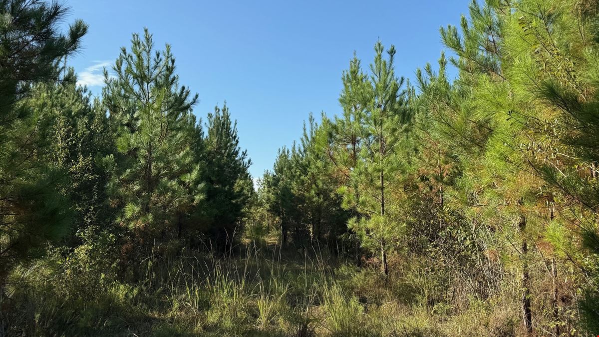 101± Acre Timber Investment with Slash Pine, Hardwoods & Hunting Near Graceville