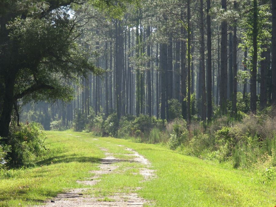 Rocky Hammock Pines