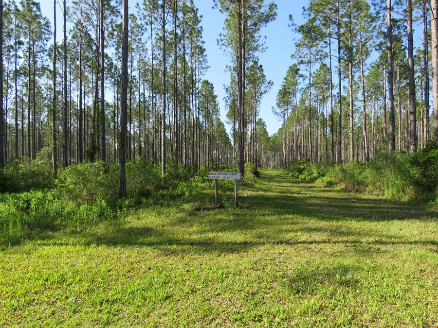 Rocky Hammock Pines