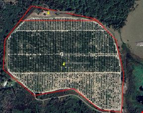 45 Acres – Valencia Grove with 10” Well in Polk County, FL